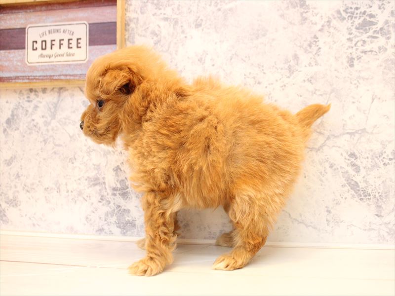 埼玉県のポメプー(ポメラニアン×プードル) (ワンラブ埼玉寄居店/2025年12月20日生まれ/男の子/レッド)の子犬の3枚目の画像