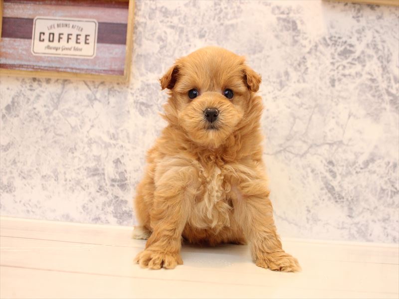 埼玉県のポメプー(ポメラニアン×プードル) (ワンラブ埼玉寄居店/2025年12月20日生まれ/男の子/レッド)の子犬の2枚目の画像