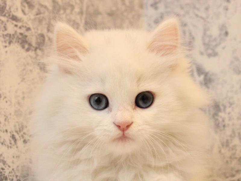 神奈川県のミヌエット (ワンラブららぽーと海老名店/2025年12月15日生まれ/男の子/ホワイト)の子猫の1枚目の画像