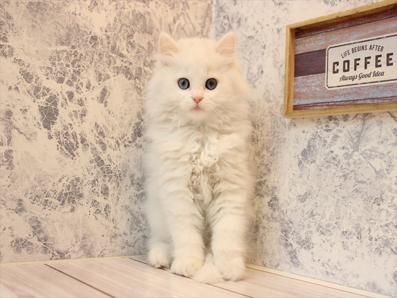 神奈川県のミヌエット (ワンラブららぽーと海老名店/2025年12月15日生まれ/男の子/ホワイト)の子猫の3枚目の画像