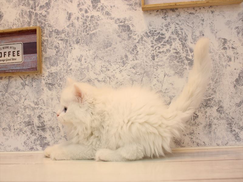 神奈川県のミヌエット (ワンラブららぽーと海老名店/2025年12月15日生まれ/男の子/ホワイト)の子猫の2枚目の画像
