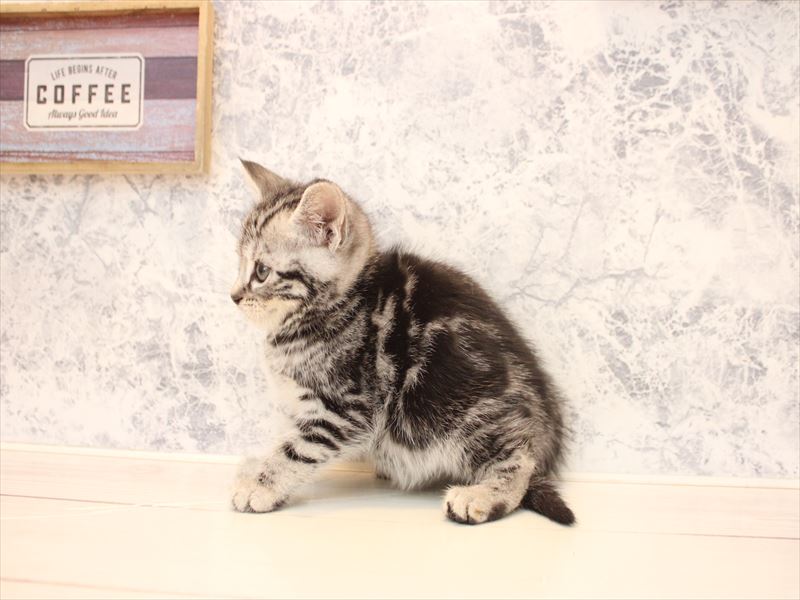 神奈川県のアメリカンショートヘアー (ワンラブららぽーと海老名店/2025年12月18日生まれ/女の子/シルバータビー)の子猫の3枚目の画像