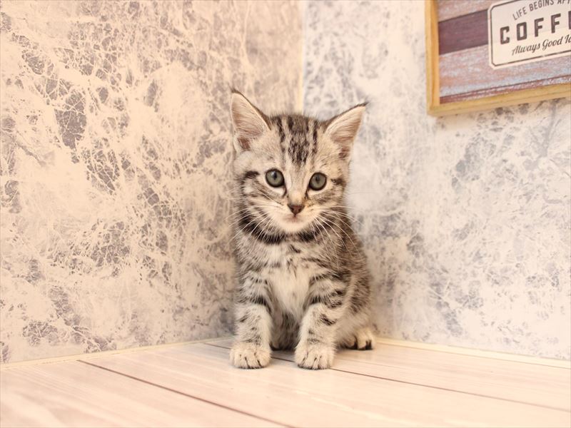 神奈川県のアメリカンショートヘアー (ワンラブららぽーと海老名店/2025年12月18日生まれ/女の子/シルバータビー)の子猫の2枚目の画像