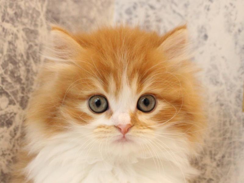 青森県のミヌエット (ワンラブエルムの街店/2025年12月19日生まれ/男の子/レッドタビーホワイト)の子猫の1枚目の画像