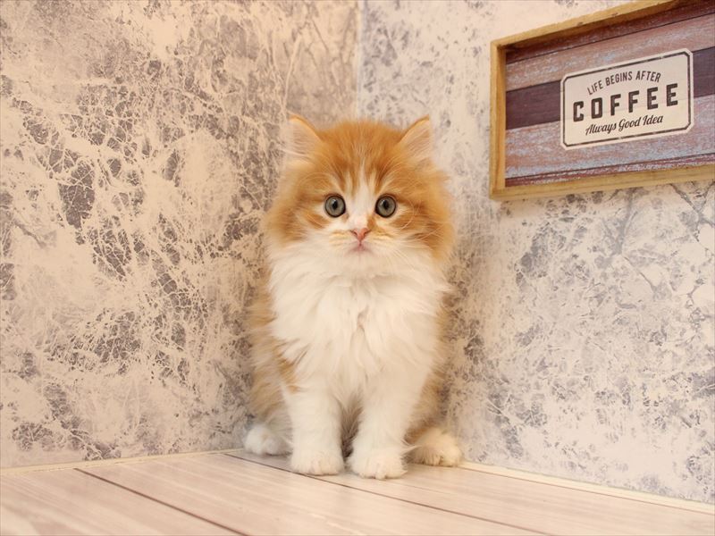 青森県のミヌエット (ワンラブエルムの街店/2025年12月19日生まれ/男の子/レッドタビーホワイト)の子猫の3枚目の画像