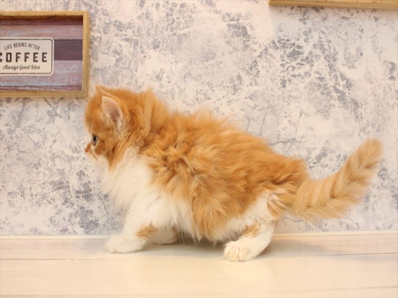 青森県のミヌエット (ワンラブエルムの街店/2025年12月19日生まれ/男の子/レッドタビーホワイト)の子猫の2枚目の画像