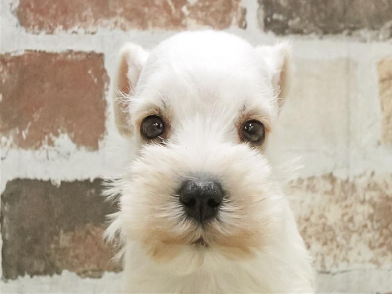 愛知県のミニチュアシュナウザー (ワンラブペッツビレッジ アピタ刈谷店(FC)/2025年12月21日生まれ/女の子/ホワイト)の子犬の1枚目の画像