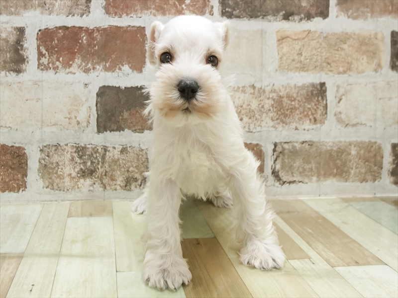 愛知県のミニチュアシュナウザー (ワンラブペッツビレッジ アピタ刈谷店(FC)/2025年12月21日生まれ/女の子/ホワイト)の子犬の3枚目の画像