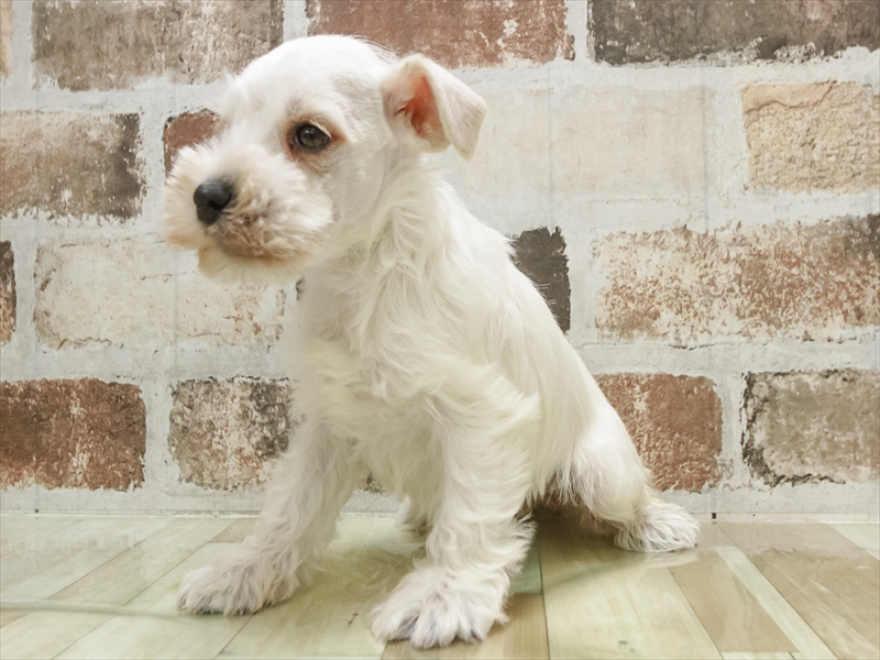 愛知県のミニチュアシュナウザー (ワンラブペッツビレッジ アピタ刈谷店(FC)/2025年12月21日生まれ/女の子/ホワイト)の子犬の2枚目の画像