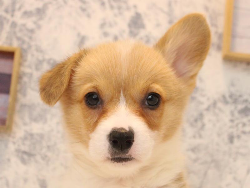 神奈川県のウェルシュコーギーペンブローク (ワンラブららぽーと海老名店/2025年12月21日生まれ/男の子/セーブルホワイト)の子犬の1枚目の画像