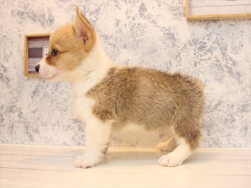 神奈川県のウェルシュコーギーペンブローク (ワンラブららぽーと海老名店/2025年12月21日生まれ/男の子/セーブルホワイト)の子犬の3枚目の画像