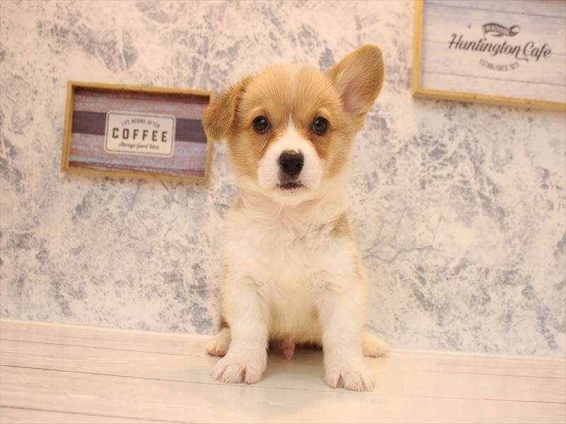 神奈川県のウェルシュコーギーペンブローク (ワンラブららぽーと海老名店/2025年12月21日生まれ/男の子/セーブルホワイト)の子犬の2枚目の画像