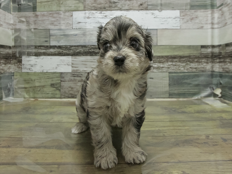 愛知県のチワプー/プーチー(チワワ×プードル) (ワンラブペッツビレッジ アピタ刈谷店(FC)/2025年12月19日生まれ/女の子/シルバーダップル)の子犬の3枚目の画像