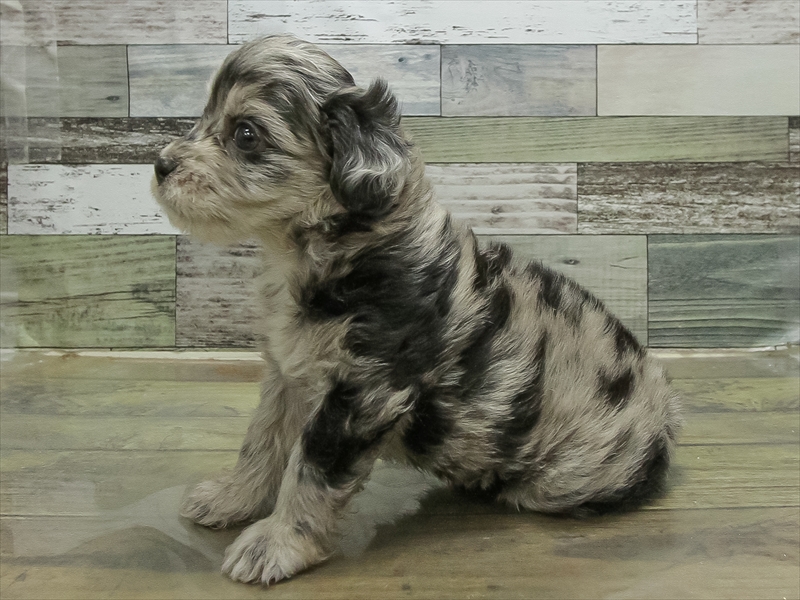 愛知県のチワプー/プーチー(チワワ×プードル) (ワンラブペッツビレッジ アピタ刈谷店(FC)/2025年12月19日生まれ/女の子/シルバーダップル)の子犬の2枚目の画像