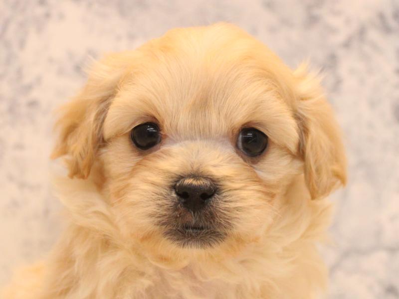 2025年12月20日生まれのペキプー(ペキニーズ×プードル)