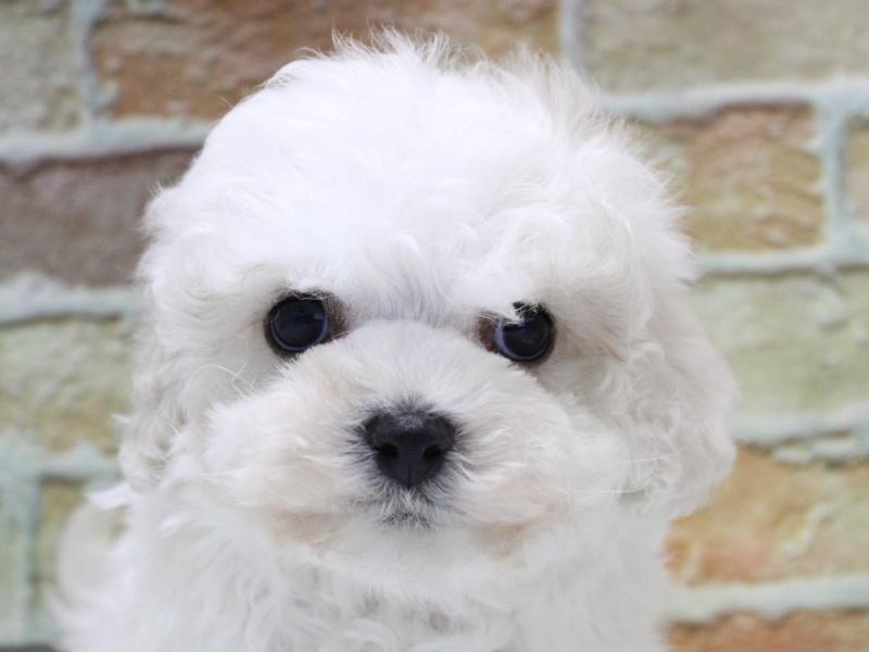 埼玉県のビションフリーゼ (ワンラブ埼玉寄居店/2025年12月22日生まれ/男の子/ホワイト)の子犬の1枚目の画像