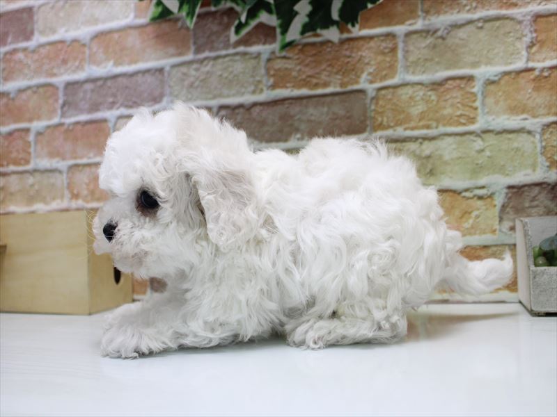 埼玉県のビションフリーゼ (ワンラブ埼玉寄居店/2025年12月22日生まれ/男の子/ホワイト)の子犬の3枚目の画像