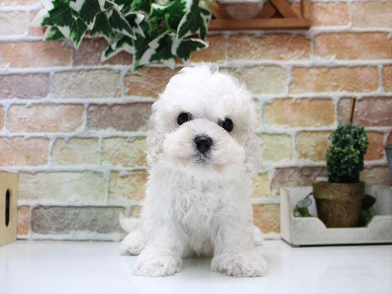 埼玉県のビションフリーゼ (ワンラブ埼玉寄居店/2025年12月22日生まれ/男の子/ホワイト)の子犬の2枚目の画像