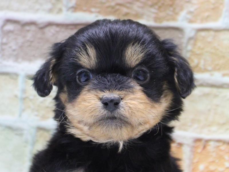 千葉県のハーフ犬・ミックス犬 (ワンラブカインズ幕張店/2025年12月22日生まれ/女の子/ブラックタン)の子犬の1枚目の画像