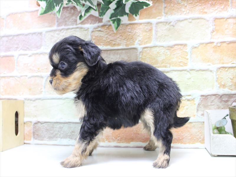 千葉県のハーフ犬・ミックス犬 (ワンラブカインズ幕張店/2025年12月22日生まれ/女の子/ブラックタン)の子犬の3枚目の画像