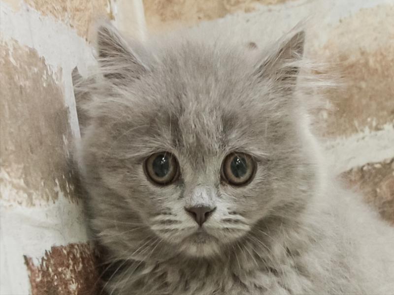 愛知県のブリティッシュロングヘアー (ワンラブ名古屋守山インター総本店/2025年12月15日生まれ/女の子/ブルー)の子猫の1枚目の画像