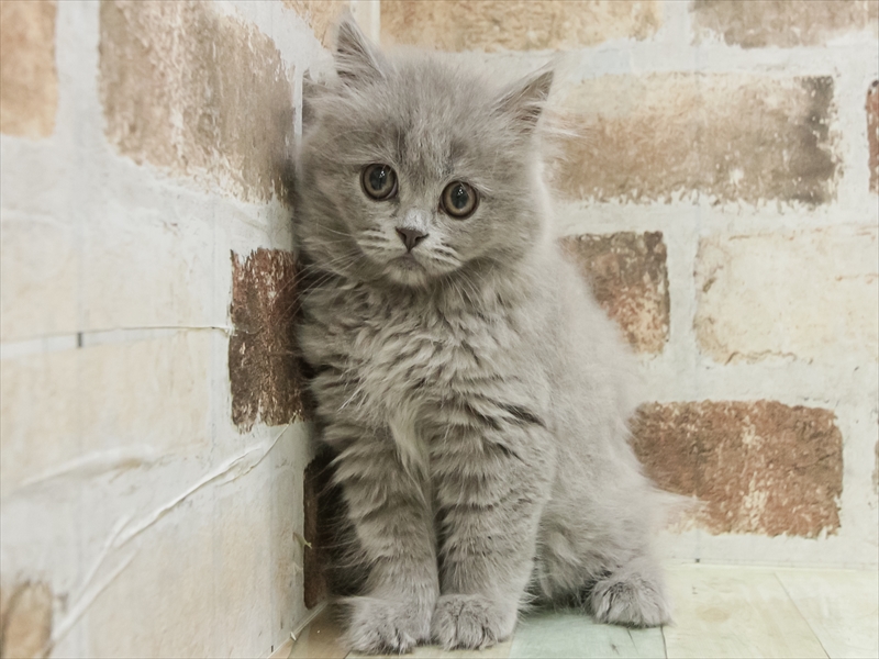 愛知県のブリティッシュロングヘアー (ワンラブ名古屋守山インター総本店/2025年12月15日生まれ/女の子/ブルー)の子猫の3枚目の画像