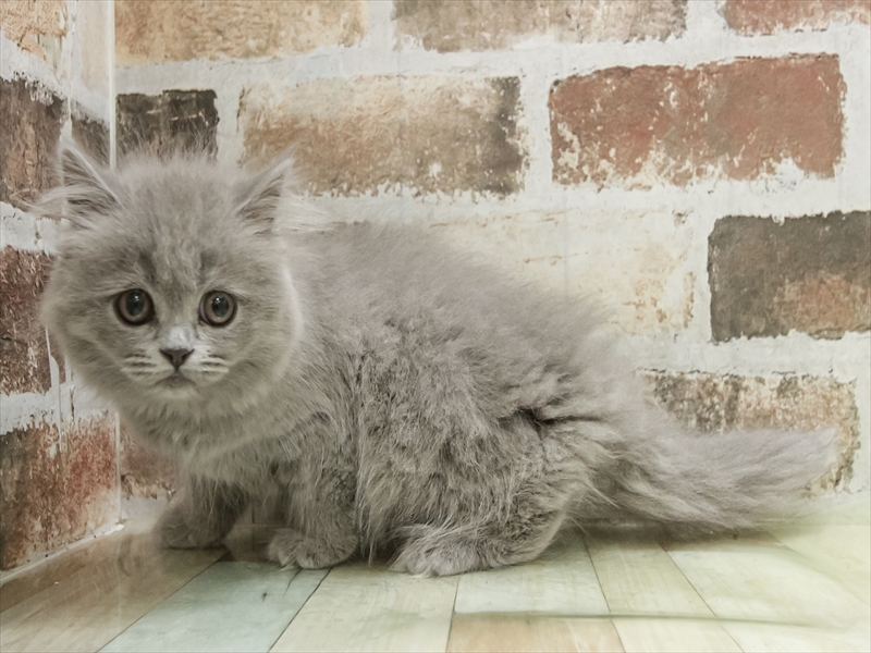 愛知県のブリティッシュロングヘアー (ワンラブ名古屋守山インター総本店/2025年12月15日生まれ/女の子/ブルー)の子猫の2枚目の画像