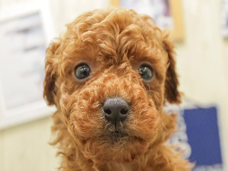 福岡県のトイプードル(タイニー) (ワンラブ福岡総本店/2025年12月23日生まれ/男の子/レッド)の子犬の1枚目の画像