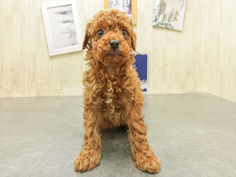 福岡県のトイプードル(タイニー) (ワンラブ福岡総本店/2025年12月23日生まれ/男の子/レッド)の子犬の3枚目の画像