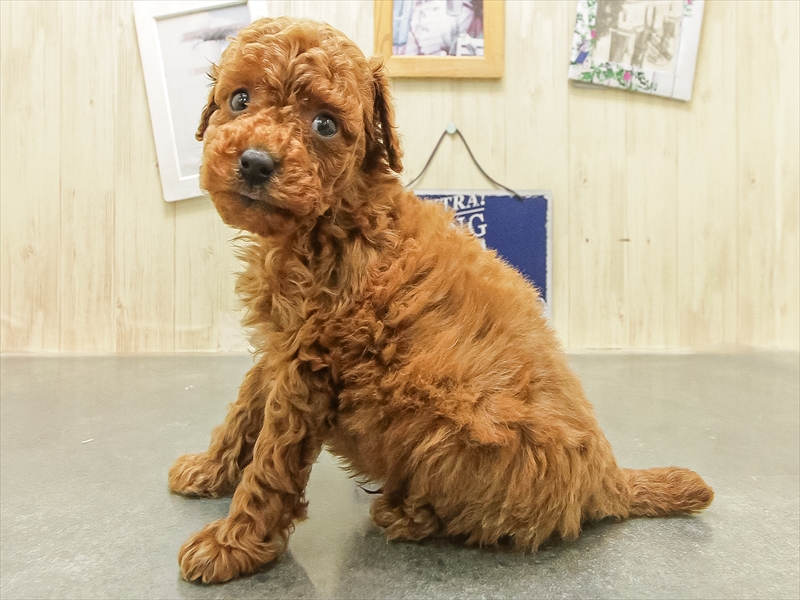 福岡県のトイプードル(タイニー) (ワンラブ福岡総本店/2025年12月23日生まれ/男の子/レッド)の子犬の2枚目の画像