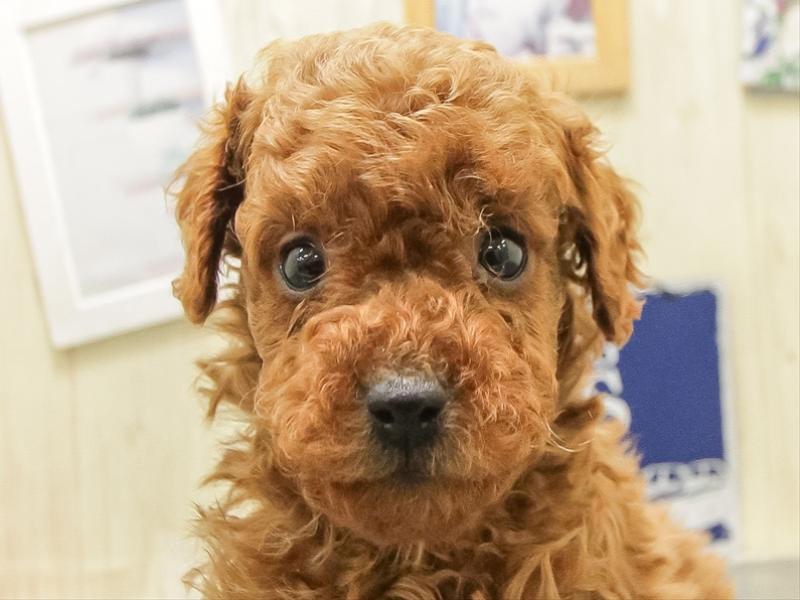 福岡県のトイプードル(タイニー) (ワンラブ福岡総本店/2025年12月23日生まれ/男の子/レッド)の子犬の1枚目の画像