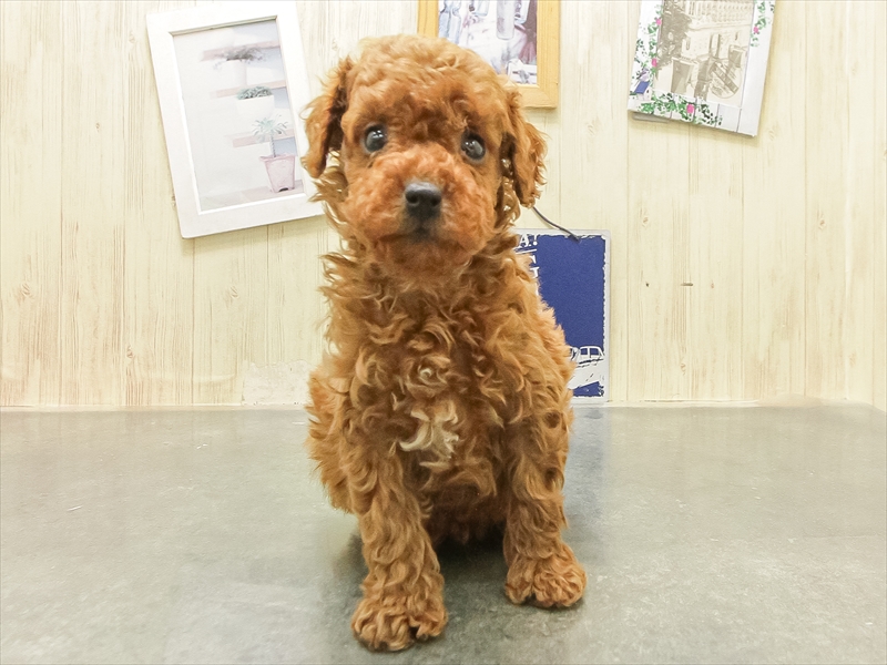 福岡県のトイプードル(タイニー) (ワンラブ福岡総本店/2025年12月23日生まれ/男の子/レッド)の子犬の3枚目の画像