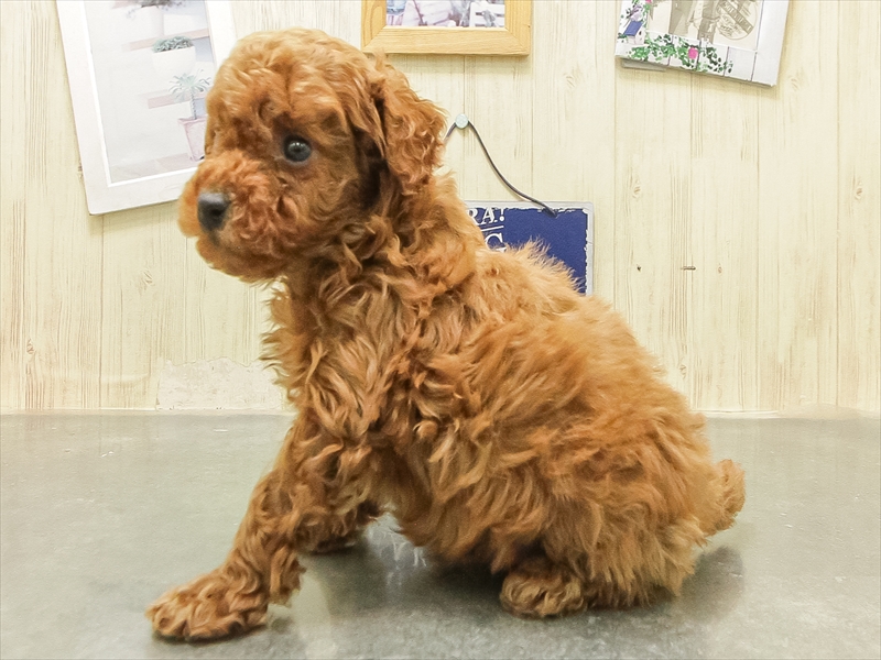 福岡県のトイプードル(タイニー) (ワンラブ福岡総本店/2025年12月23日生まれ/男の子/レッド)の子犬の2枚目の画像