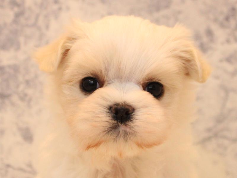 埼玉県のマルチーズ (ワンラブ埼玉寄居店/2025年12月22日生まれ/男の子/ホワイト)の子犬の1枚目の画像