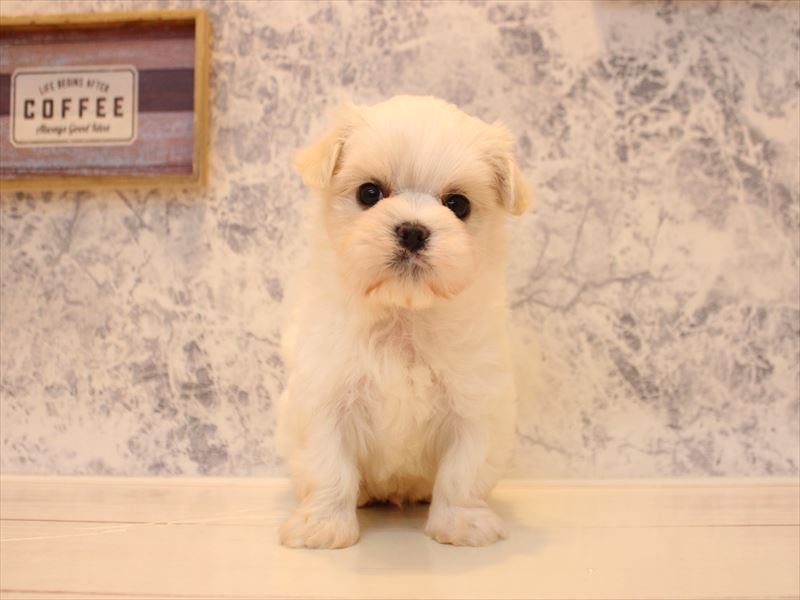 埼玉県のマルチーズ (ワンラブ埼玉寄居店/2025年12月22日生まれ/男の子/ホワイト)の子犬の2枚目の画像