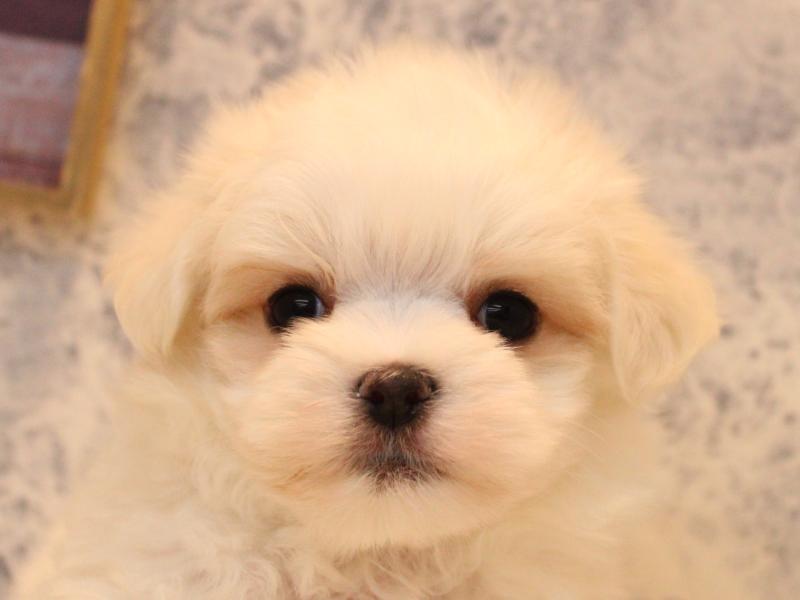 神奈川県のマルチーズ (ワンラブフレスポ小田原シティーモール店/2025年12月22日生まれ/男の子/ホワイト)の子犬の1枚目の画像