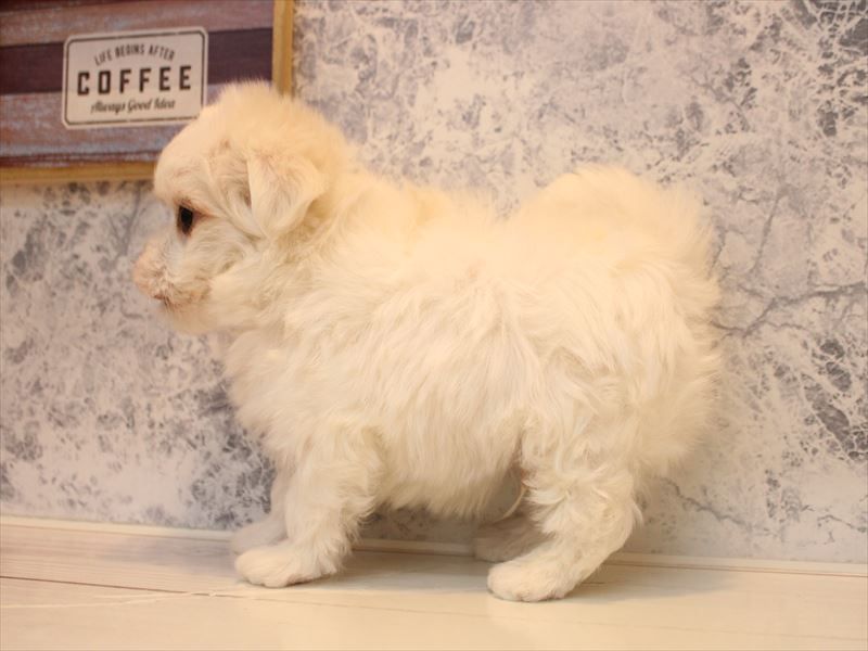 神奈川県のマルチーズ (ワンラブフレスポ小田原シティーモール店/2025年12月22日生まれ/男の子/ホワイト)の子犬の3枚目の画像