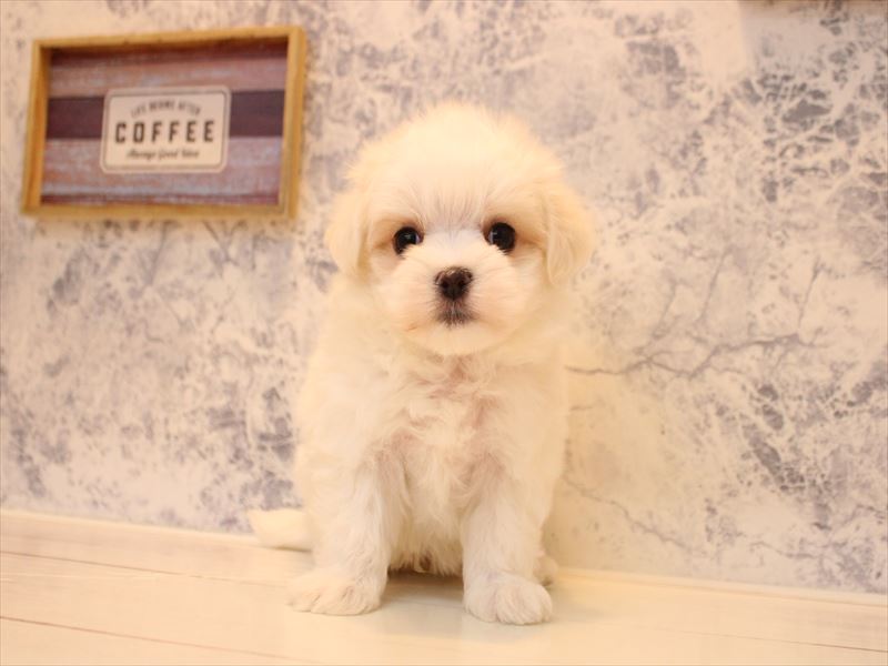 神奈川県のマルチーズ (ワンラブフレスポ小田原シティーモール店/2025年12月22日生まれ/男の子/ホワイト)の子犬の2枚目の画像