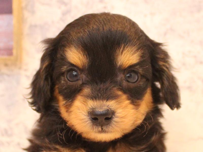 埼玉県のチワプー/プーチー(チワワ×プードル) (ワンラブカインズ蓮田店/2025年12月25日生まれ/女の子/ブラックタン)の子犬の1枚目の画像