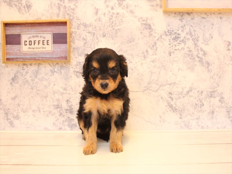 埼玉県のチワプー/プーチー(チワワ×プードル) (ワンラブカインズ蓮田店/2025年12月25日生まれ/女の子/ブラックタン)の子犬の3枚目の画像