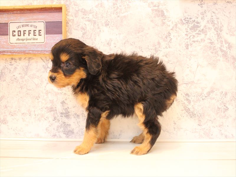 埼玉県のチワプー/プーチー(チワワ×プードル) (ワンラブカインズ蓮田店/2025年12月25日生まれ/女の子/ブラックタン)の子犬の2枚目の画像