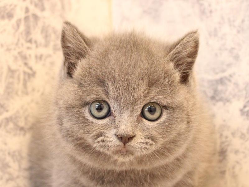 山形県のブリティッシュショートヘアー (ワンラブイオンモール三川店/2025年12月28日生まれ/男の子/ブルー)の子猫の1枚目の画像
