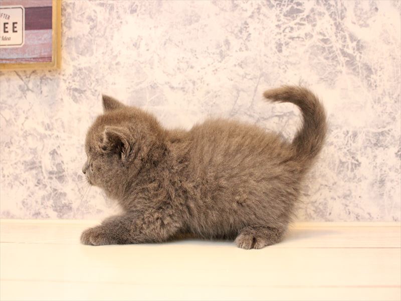 山形県のブリティッシュショートヘアー (ワンラブイオンモール三川店/2025年12月28日生まれ/男の子/ブルー)の子猫の3枚目の画像