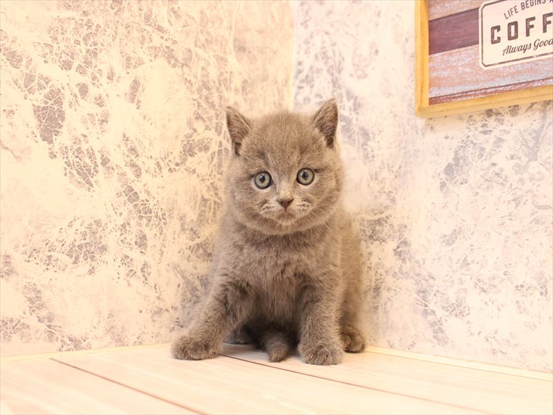 山形県のブリティッシュショートヘアー (ワンラブイオンモール三川店/2025年12月28日生まれ/男の子/ブルー)の子猫の2枚目の画像