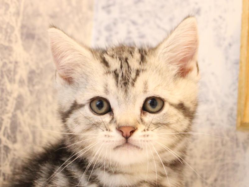 東京都のアメリカンショートヘアー (ワンラブカインズ町田多摩境店/2025年12月28日生まれ/男の子/シルバータビー)の子猫の1枚目の画像