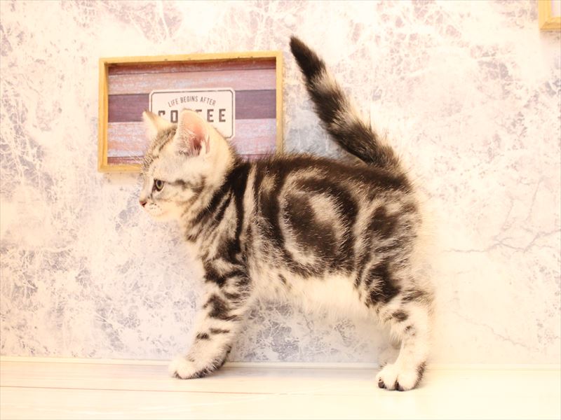 東京都のアメリカンショートヘアー (ワンラブカインズ町田多摩境店/2025年12月28日生まれ/男の子/シルバータビー)の子猫の3枚目の画像