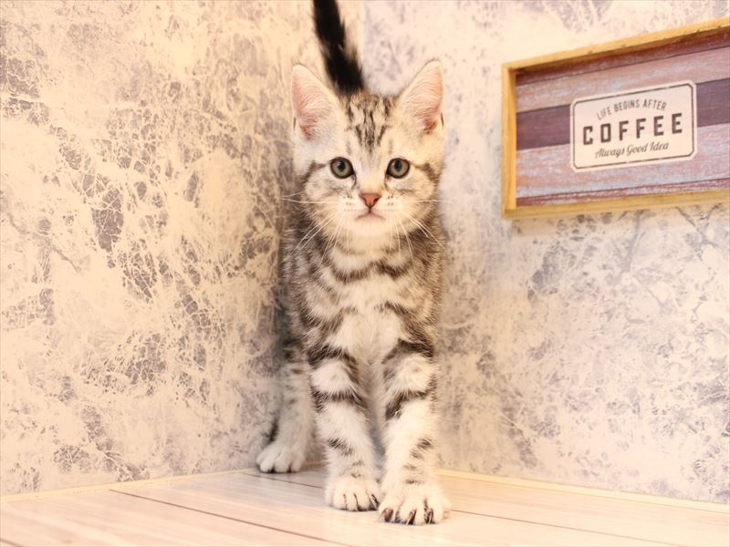 東京都のアメリカンショートヘアー (ワンラブカインズ町田多摩境店/2025年12月28日生まれ/男の子/シルバータビー)の子猫の2枚目の画像