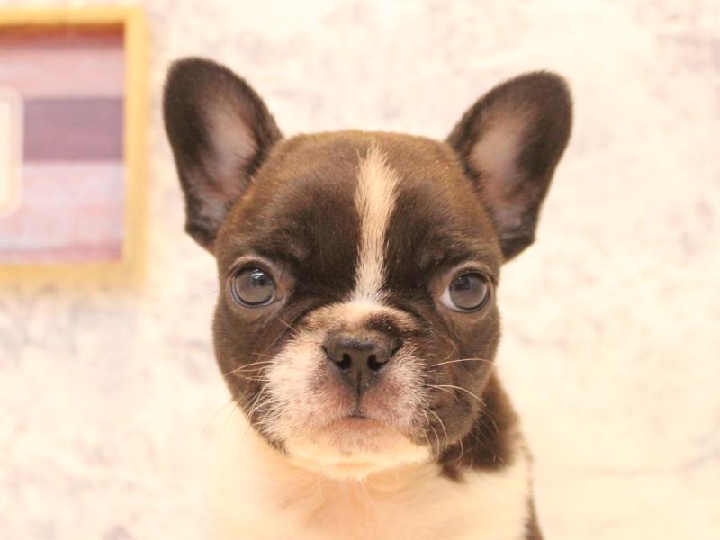 群馬県のフレンチブルドッグ (ワンラブスマーク伊勢崎店/2025年12月28日生まれ/女の子/ブリンドルホワイト)の子犬の1枚目の画像