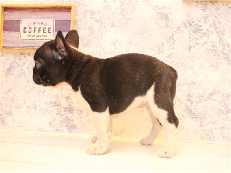 群馬県のフレンチブルドッグ (ワンラブスマーク伊勢崎店/2025年12月28日生まれ/女の子/ブリンドルホワイト)の子犬の3枚目の画像