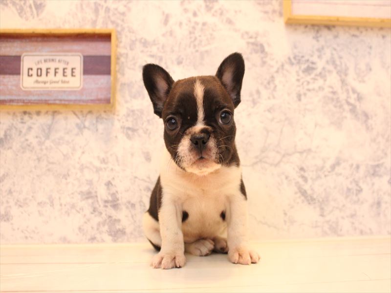 群馬県のフレンチブルドッグ (ワンラブスマーク伊勢崎店/2025年12月28日生まれ/女の子/ブリンドルホワイト)の子犬の2枚目の画像